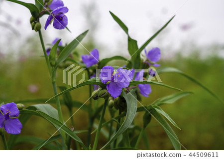  Spiderwort 44509611