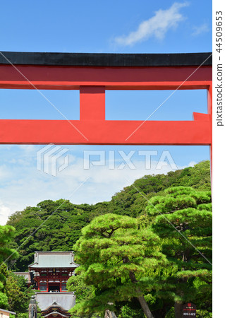 鎌倉·鶴岡八幡宮 44509653
