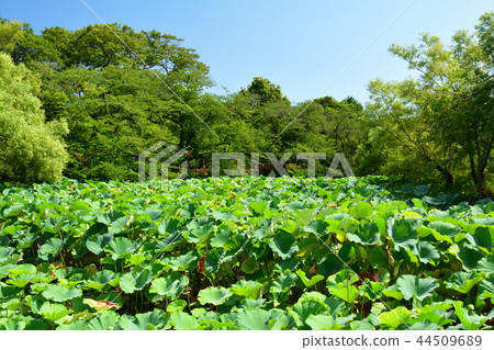 鎌倉·鶴岡八幡宮 44509689