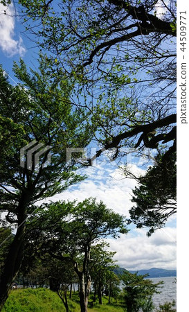 Green on Lake Ashinoko 44509771