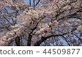 櫻花盛開 44509877