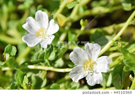 Porchula (flower sliding hui) 44510369