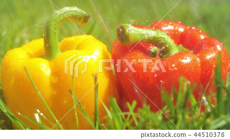 Sprinkling water on red and yellow sweet peppers 44510378