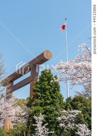東京靖國神社的櫻花 東京靖國神社的櫻花 44510866