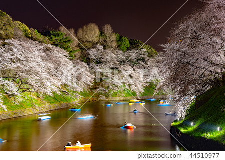 Tokyo's full bloom of Chidorigafuchi Tokyo's full bloom of Chidorigafuchi 44510977