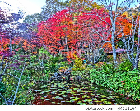 Autumn leaves and ponds 44511164