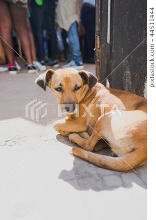 A dog playing in the sun on a street corner A dog playing in the sun on a street corner 44511444