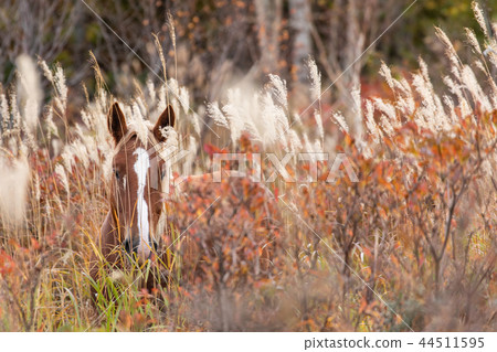秋天冷馬 44511595