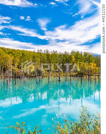 Autumn foliage and mystical turquoise blue at the Shirogane Blue Pond in Biei, Hokkaido. Autumn foliage and mystical turquoise blue at the Shirogane Blue Pond in Biei, Hokkaido. 44512150