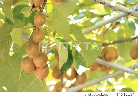 Kiwi fruit Kiwi fruit 44512154