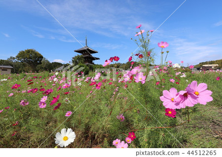 蓮花領域和宇宙領域 44512265