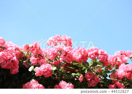 玫瑰安吉拉 玫瑰安吉拉 44512827