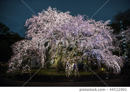 東京Rikugien的垂枝櫻花 44512901