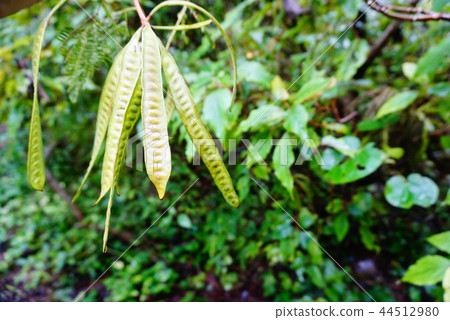 Tropical plant Tropical plant 44512980