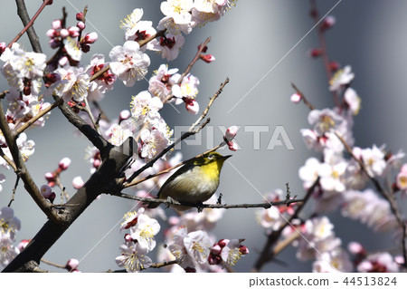 梅花和白眼medilo 梅花和白眼medilo 44513824