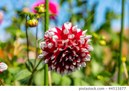 Flower dahlia 44513877