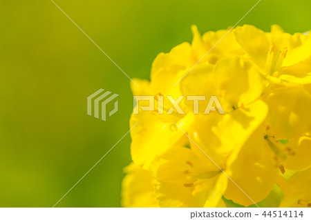 強姦開花 強姦開花 44514114