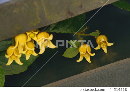 Grewe Flora 44514218