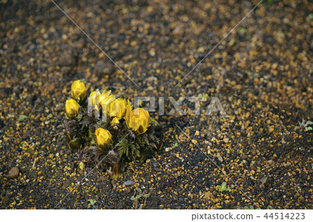 阿多尼斯拉莫薩 阿多尼斯拉莫薩 44514223