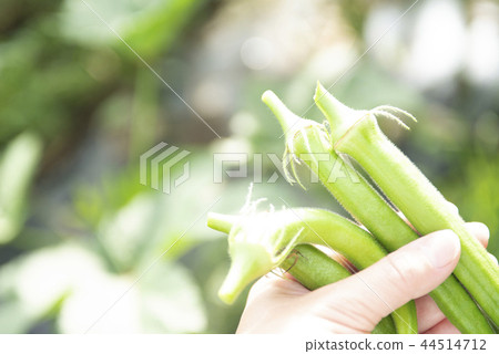 島是秋葵 44514712