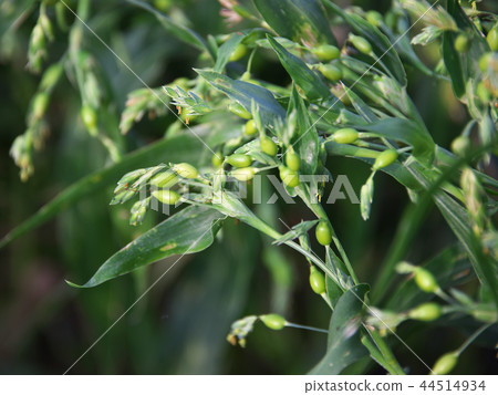 珍珠大麥 44514934