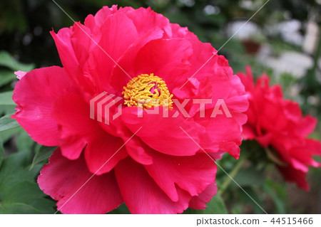 Peony ~ ~ Botan ~ ~ Peony ~ ~ Botan ~ ~ 44515466