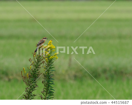 Moz in the autumn meadow Moz in the autumn meadow 44515687