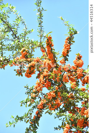 Pirakansa Pirakansa 44516314