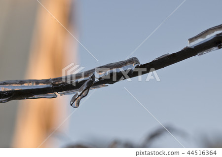 Frozen branch of tree outside in the fall 44516364
