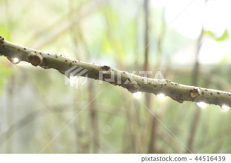drop of water on star gooseberry branch in garden 44516439