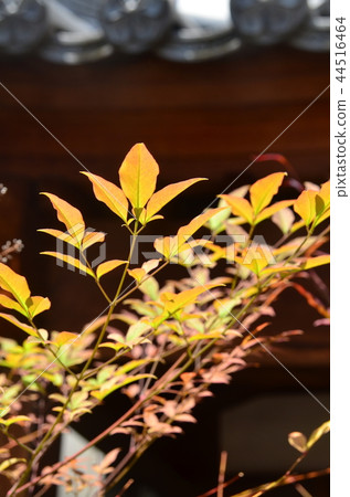 Light leaves Light leaves 44516464
