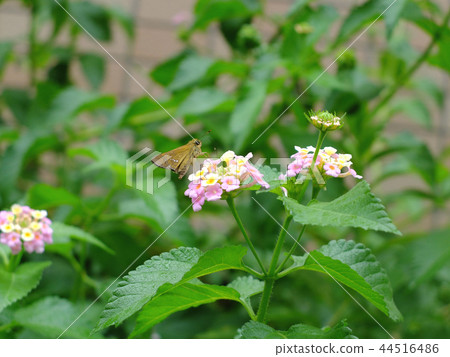Butterflies Stuck in a Flower Butterflies Stuck in a Flower 44516486