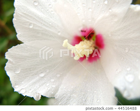 White flower White flower 44516488