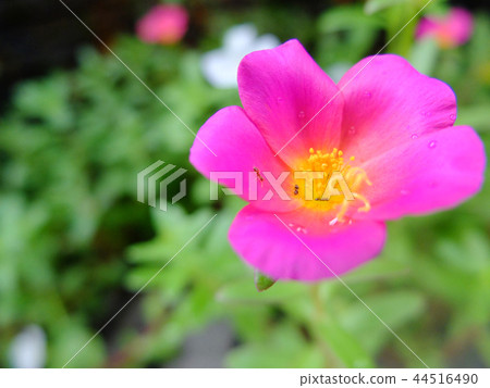 粉紅色的花和昆蟲 粉紅色的花和昆蟲 44516490