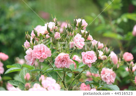 Rose pink gluten drast Rose pink gluten drast 44516523