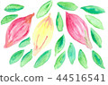 Cacao 1 44516541