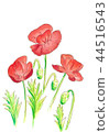 Poppy 44516543