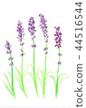 lavender 44516544