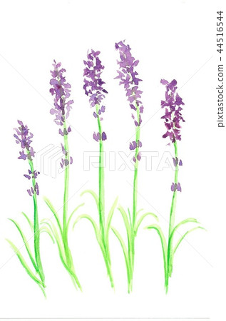 lavender lavender 44516544