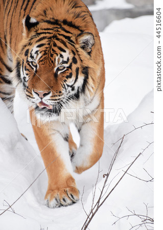 Close up portrait of Siberian tiger in winter snow Close up portrait of Siberian tiger in winter snow 44516604