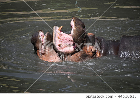 Couple of hippos swim and play in water Couple of hippos swim and play in water 44516613