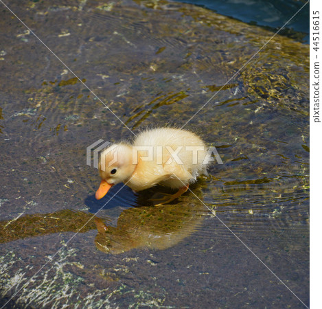 Close up little yellow duckling in blue water Close up little yellow duckling in blue water 44516615