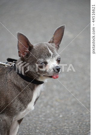 Close up portrait of Chihuahua little dog 44516621