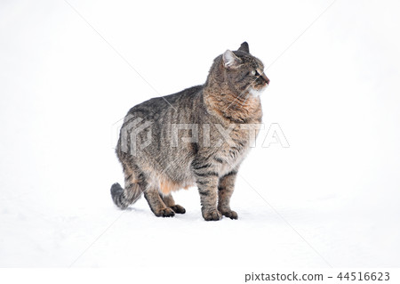 Gray domestic cat on white winter snow Gray domestic cat on white winter snow 44516623