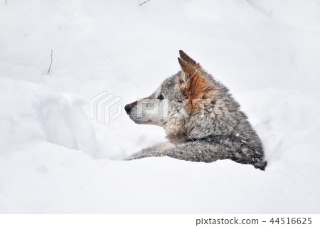 Grey wolf resting in deep snow winter den lair 44516625