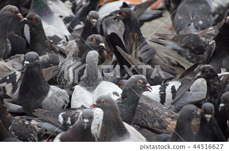 Close up flock of many pigeons on the ground Close up flock of many pigeons on the ground 44516627