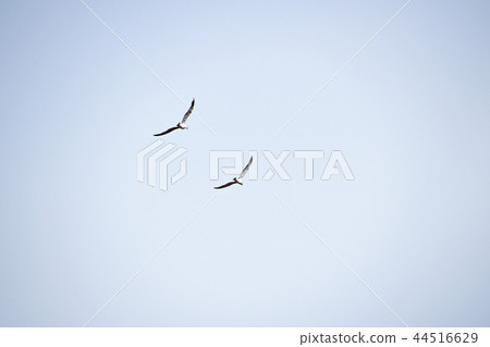 Two sea gulls flying hovering in cloudy sky Two sea gulls flying hovering in cloudy sky 44516629