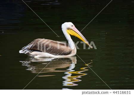 Close up one pelican swims and rows in water Close up one pelican swims and rows in water 44516631