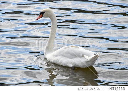 Close up white swan swims and rows in water Close up white swan swims and rows in water 44516633