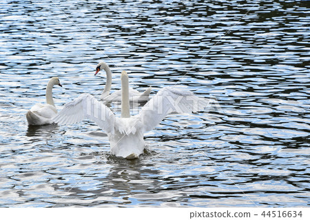 Close up white swans swim and row in water Close up white swans swim and row in water 44516634